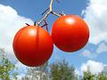 2012-0814-1450_Tomatoes_24,8